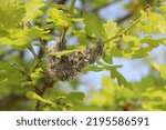 Larvae Eichenprozessionsspinner (Thaumetopoea processionea) on a oak tree