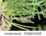 Larvae of European pine sawfly (Neodiprion sertifer) eating pine needles