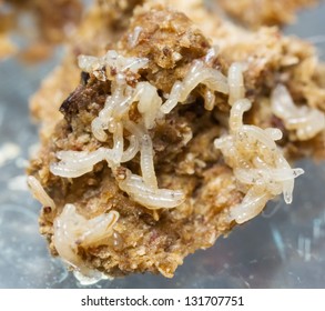 Fruit Fly Larvae Infesting A Potato Stock Image B255 0022 Science Photo Library