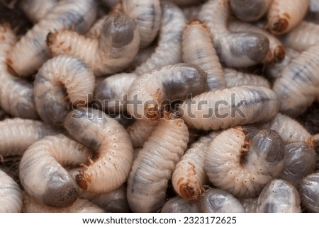 Larvae garden pests. Close up of white grubs burrowing into the soil. The larva of a chafer beetle, sometimes known as the May beetle, June bug or June Beetle. larvae harvested, crops saved.