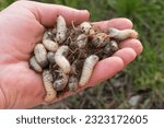 Larvae garden pests. Top view close-up of many Scarab beetle larva or Chafer Grubs (Scarabaeidae) living in the soil of a lawn, collected in the hand while gardening.  