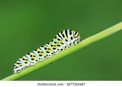 Larvae of the Golden Phoenix butterfly on wild plants, North China