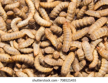 Larvae Hermetia Illucens, Many Larva Of Black Soldier Fly As Background.