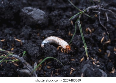 Larvae Of May Beetles In The Earth From The Lawn