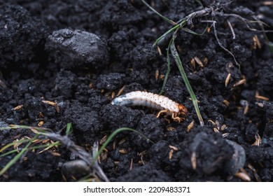 Larvae Of May Beetles In The Earth From The Lawn