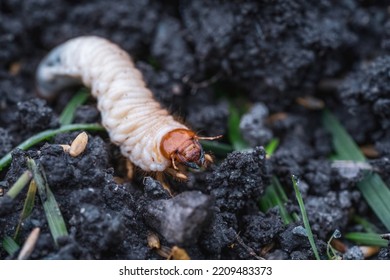 Larvae Of May Beetles In The Earth From The Lawn