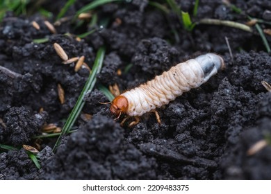 Larvae Of May Beetles In The Earth From The Lawn