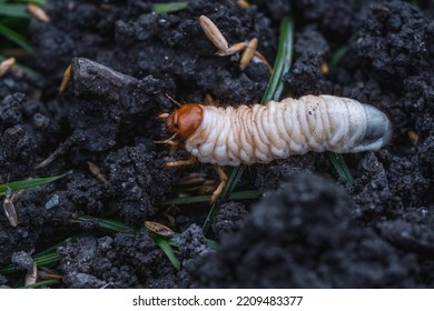 Larvae Of May Beetles In The Earth From The Lawn