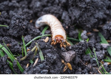 Larvae Of May Beetles In The Earth From The Lawn