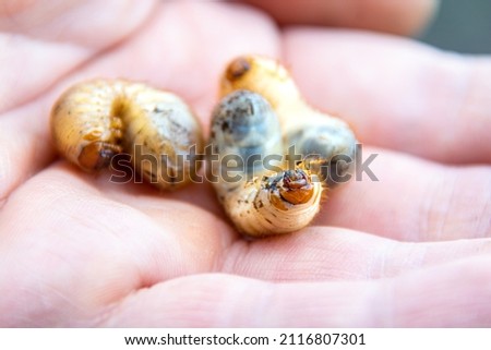 Larvae of the Maybug or cockchafer - a pest of agricultural crops, on the palm of a man, selective focus