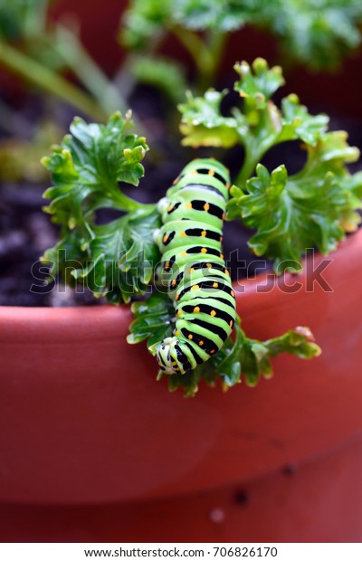 Larvae of the Old\
World Swallowtail - Papilio machaon - is caught on the stem of\
parsley in Fukuoka city,\
JAPAN.