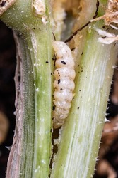 The Larvae Of A Squash Vine Borer Pest On A Damaged Pumpkin Plant Stem