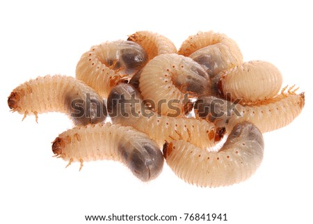 Larvas of cockchafer. May-bug larvas isolated on white.