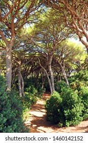 Las Canteras Urban Natural Park In Puerto Real, Cádiz Province, Andalusia, Spain