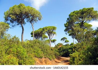 Las Canteras Urban Natural Park In Puerto Real, Cádiz Province, Andalusia, Spain