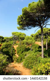 Las Canteras Urban Natural Park In Puerto Real, Cádiz Province, Andalusia, Spain