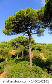 Las Canteras Urban Natural Park In Puerto Real, Cádiz Province, Andalusia, Spain