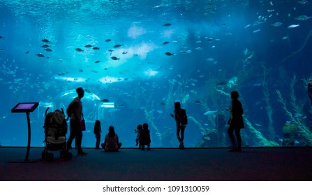 6300 Koleksi Aquarium Design Dunkerque HD Terbaik