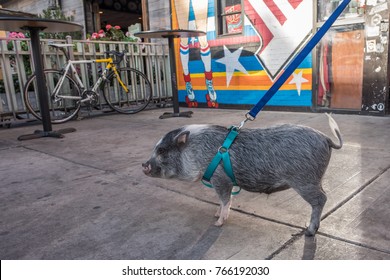 Las Vegas, Nevada, November 21, 2017: A cute, gentle pig wearing a harness and leash, out for a walk with her owner downtown Las Vegas.