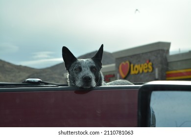 Las Vegas, Nevada, USA - December 26, 2019 - Dog Looks Over The Truck Bed At Love's Gas Station