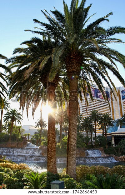 LAS VEGAS, NV - MAY 27, 2020: palm tress on the Las\
Vegas blvd