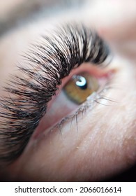 Lash Extensions In Beauty Salon Macro Eye . High Quality Photo