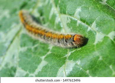 Lasiocampidae Caterpillar Crawling On Green Leaf Blurry Background