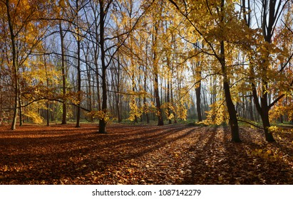 Last Autumn Leafs In Sint Anna Wood, Antwerp, Belgium                                