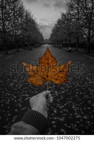 maple leaf Nature Plant