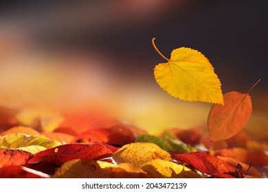 The last autumn leaves falling to the ground. Close-up on natural background of colourful foliage.