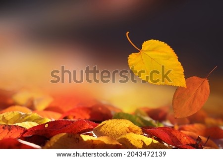 The last autumn leaves falling to the ground. Close-up on natural background of colourful foliage.