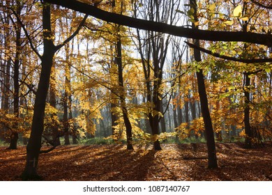 Last Autumn Leaves In Sint Anna Wood, Antwerp, Belgium