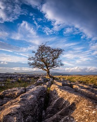 The Last Of The Autumnal Evening Light At The Lone Tree Near Winskill Stones