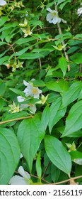 Last Blooms On Mock Orange Shrub