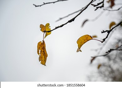 Last Colored Autumn Leaves On Bare Branches Against A Gray Winter Sky, Wabi Sabi Concept For Transience In Nature, Copy Space, Selected Focus, Narrow Depth Of Field