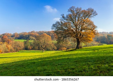 The last days of Autumn on Southborough Common on the High Weald in the county of Kent south  east England - Shutterstock ID 1865356267