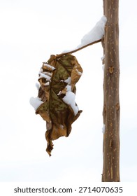 The last dried leaf hangs on a branch in snow against the white sky, an abstract image of lonesome existence with open copy space.
