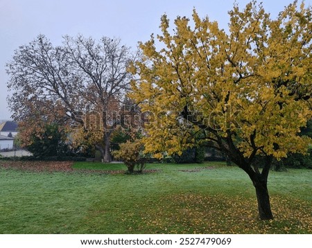 Similar – Image, Stock Photo From last fall Autumn