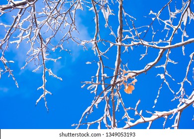 The Last Few Leaves Of Fall Hold On To A Branch Of A Snow Covered Tree Against A Bright Blue Sky. Photo Taken In Madison, Wisconsin, USA.