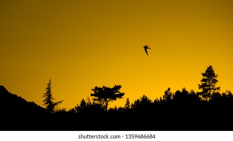 A last fly before a bed time
