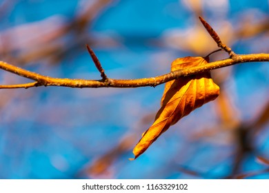 Стоковая фотография: last foliage on the tree. lovely autumn momentum.