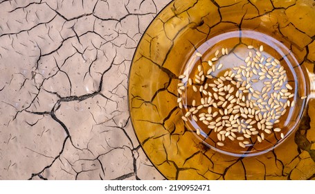 The Last Food Left On The Plate. Ecological Imbalance And Thirst. Famine And Drought People's Calamity. Failure Of Cereals And Crops.