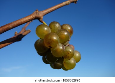 Last green grapes in autumn on a vine against a blue sky
