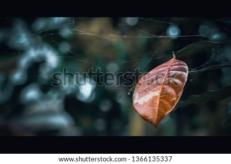 Rote und orangefarbene Blätter von Rubiginosa sind im Herbst in der Natur entstanden.