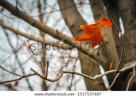 The last leaf of Fall before Winter