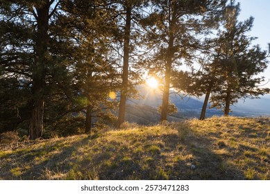 Last Light Through Pine Trees