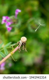 The Last Puff Of A Dendelion Getting Blown Away By The Wind