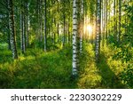 The last rays of the sun filter through the birch forest. A beautiful summer image of a typical Finnish rural landscape.