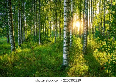 The last rays of the sun filter through the birch forest. A beautiful summer image of a typical Finnish rural landscape.