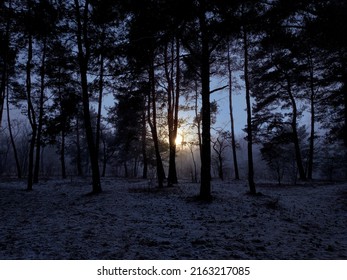 The last rays of the sun in the winter forest with the first snow.